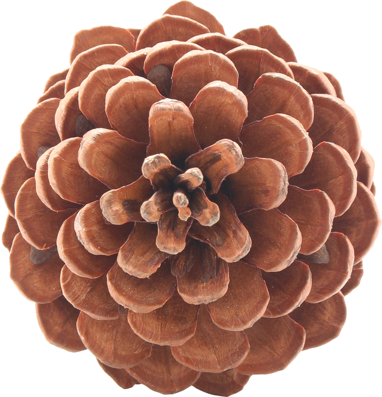 Fruit Dried Pine Cones Png