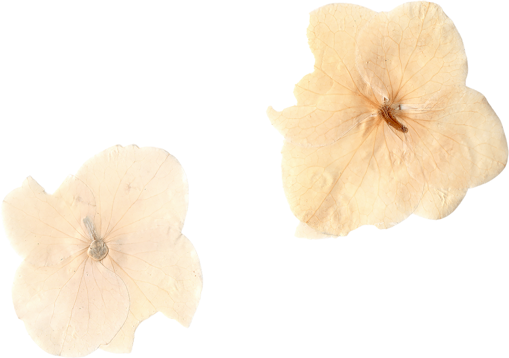 Pressed and Dried White Flowers