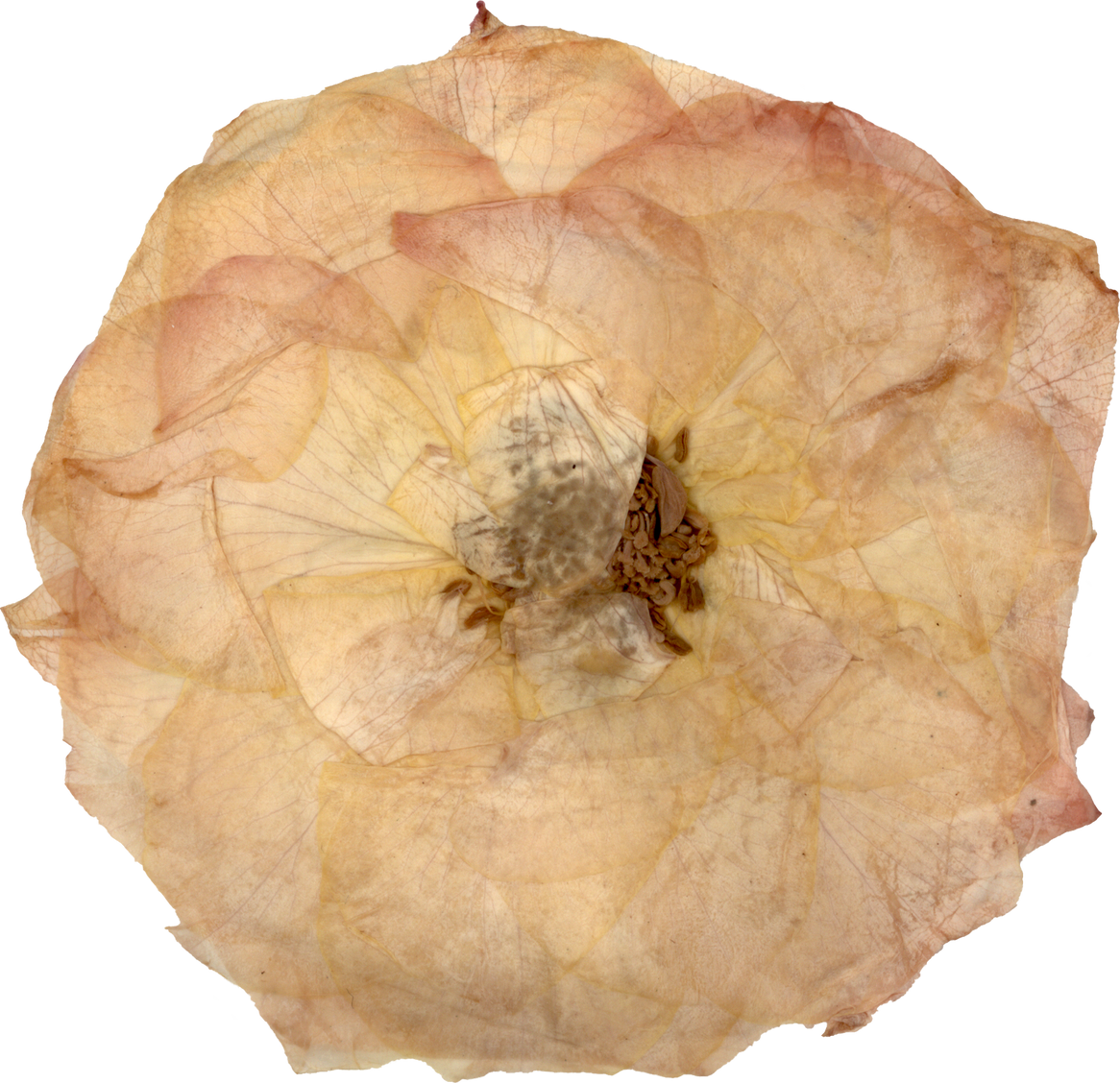 Pressed and Dried Rose